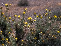 Carthamus lanatus 1, Wollige saffloer, Saxifraga-Jan van der Straaten